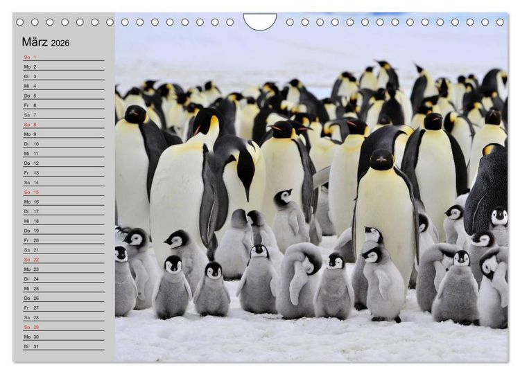 Produktbild: Pinguine - Watscheln im festlichen Kleid (Wandkalender 2026 DIN A4 quer), CALVENDO Monatskalender