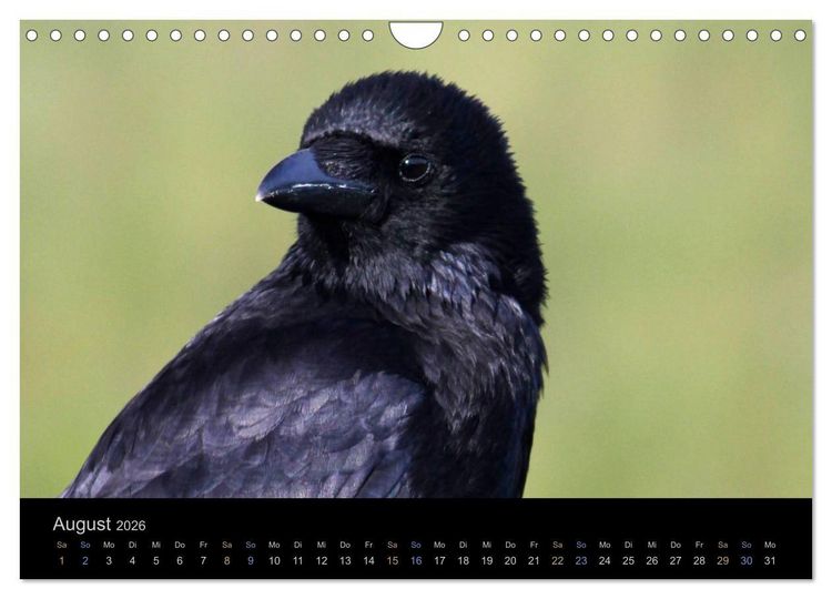 Produktbild: Rabenschwarze Impressionen - meike-ajo-dettlaff.de via wildvogelhlfe.org (Wandkalender 2026 DIN A4 quer), CALVENDO Monatskalender