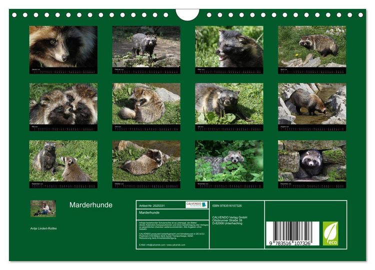 Produktbild: Marderhunde (Wandkalender 2026 DIN A4 quer), CALVENDO Monatskalender