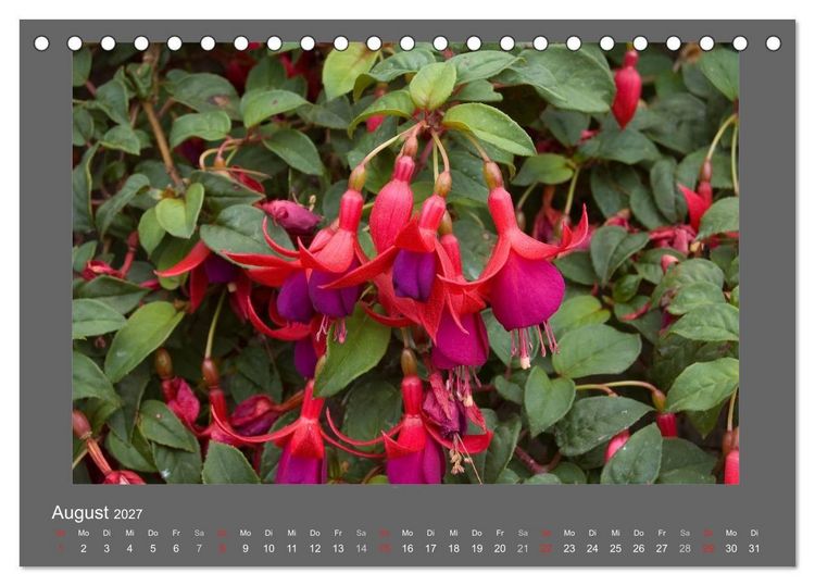 Produktbild: Madeiras Blumenwelt (Tischkalender 2027 DIN A5 quer), CALVENDO Monatskalender