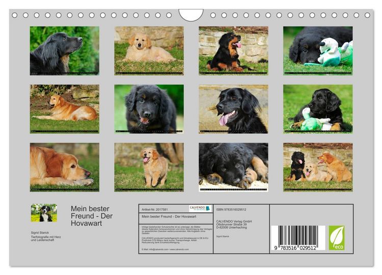 Produktbild: Mein bester Freund - Der Hovawart (Wandkalender 2026 DIN A4 quer), CALVENDO Monatskalender