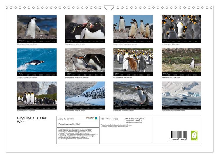 Produktbild: Pinguine aus aller Welt (Wandkalender 2026 DIN A3 quer), CALVENDO Monatskalender