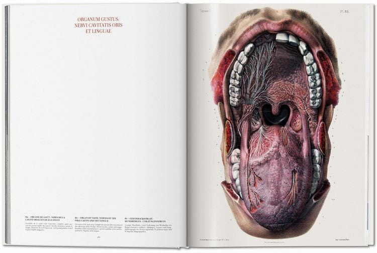 Produktbild: Bourgery