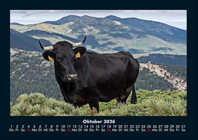 Produktbild: Kuhkalender 2026 Fotokalender DIN A4