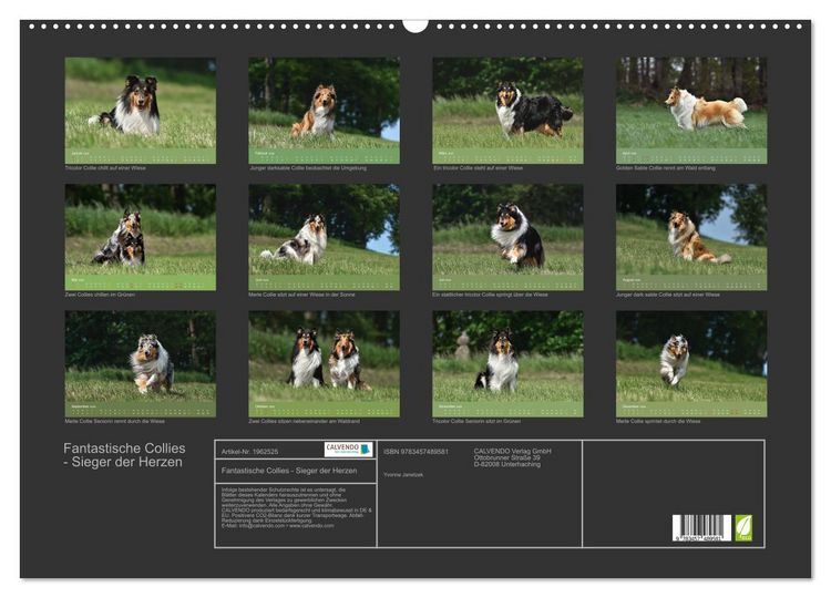 Produktbild: Fantastische Collies - Sieger der Herzen (Wandkalender 2026 DIN A2 quer), CALVENDO Monatskalender