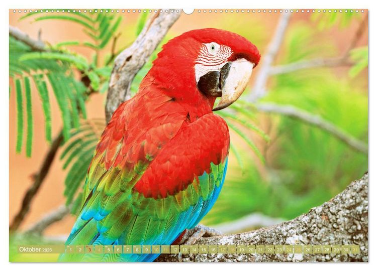 Produktbild: Farbenfrohe Papageien (Wandkalender 2026 DIN A2 quer), CALVENDO Monatskalender