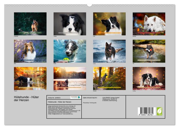 Produktbild: H&uuml;tehunde - H&uuml;ter der Herzen (hochwertiger Premium Wandkalender 2026 DIN A2 quer), Kunstdruck in Hochglanz