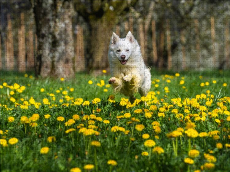 Produktbild: CALVENDO Puzzle Mein Islandhund Djarfur (3) | 1000 Teile Lege-Gr&ouml;&szlig;e 64x48cm Foto-Puzzle f&uuml;r gl&uuml;ckliche Stunden