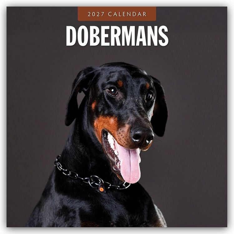 Produktbild: Dobermans &ndash; Dobermann 2027 &ndash; 16-Monatskalender