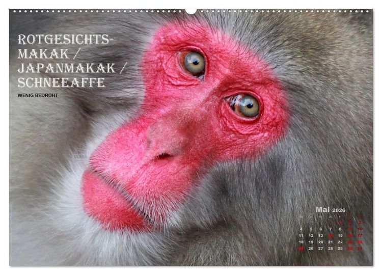 Produktbild: AFFENPORTR&Auml;TS (hochwertiger Premium Wandkalender 2026 DIN A2 quer), Kunstdruck in Hochglanz