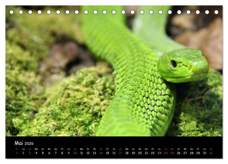 Produktbild: Reptilien 2026 (Tischkalender 2026 DIN A5 quer), CALVENDO Monatskalender