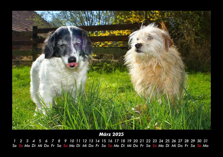 Produktbild: Hundezauber 2025 Fotokalender DIN A3