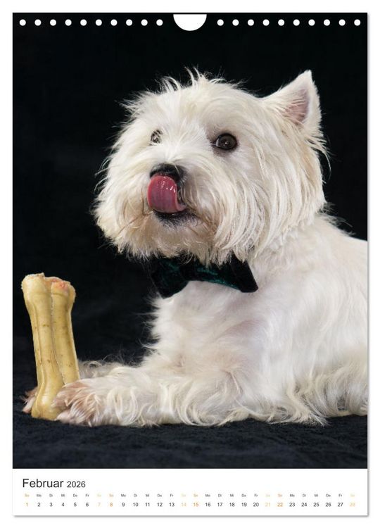 Produktbild: Der Westie - Portrait eines West Highland White Terriers (Wandkalender 2026 DIN A4 hoch), CALVENDO Monatskalender