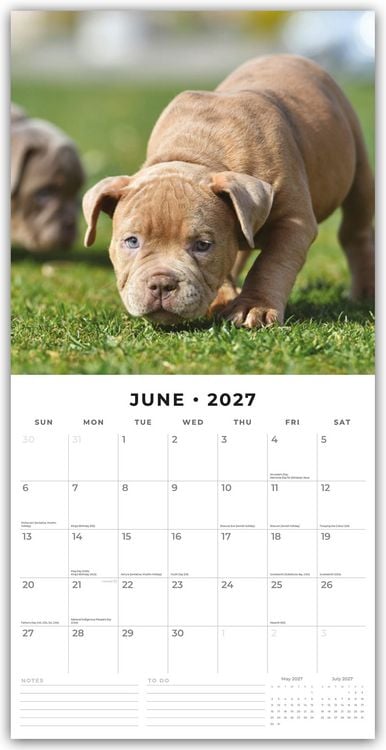 Produktbild: Staffordshire Bull Terrier Puppies &ndash; Staffordshire Bullterrier Welpen 2027 &ndash; 16-Monatskalender