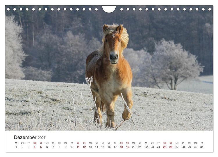 Produktbild: Haflinger - blonde Sch&ouml;nheiten (Wandkalender 2027 DIN A4 quer), CALVENDO Monatskalender
