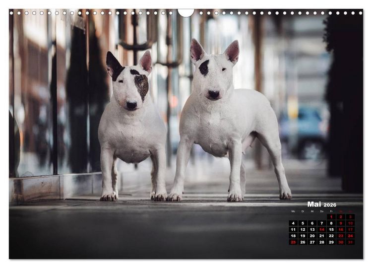 Produktbild: Listenhunde - mehr als nur eine Kategorie (Wandkalender 2026 DIN A3 quer), CALVENDO Monatskalender