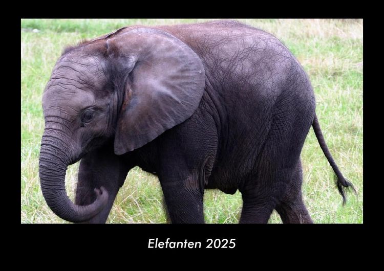 Produktbild: Elefanten 2025 Fotokalender DIN A3