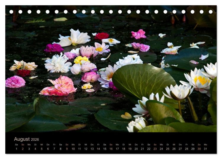 Produktbild: Gartenfl&uuml;stern (Tischkalender 2026 DIN A5 quer), CALVENDO Monatskalender