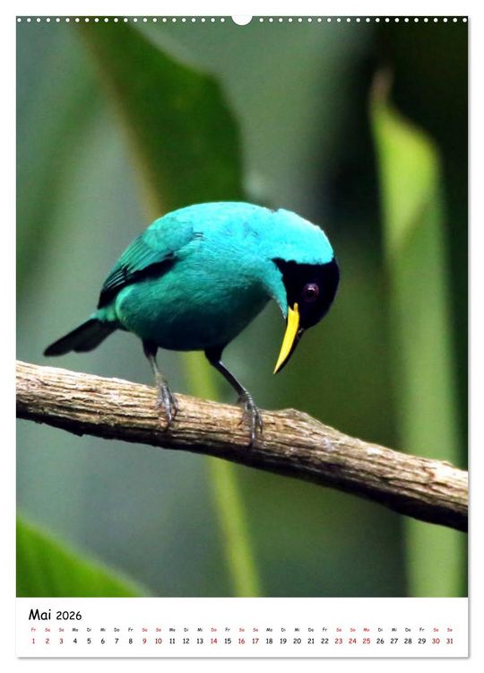 Produktbild: Costa Rica - Fauna & Flora (Wandkalender 2026 DIN A2 hoch), CALVENDO Monatskalender