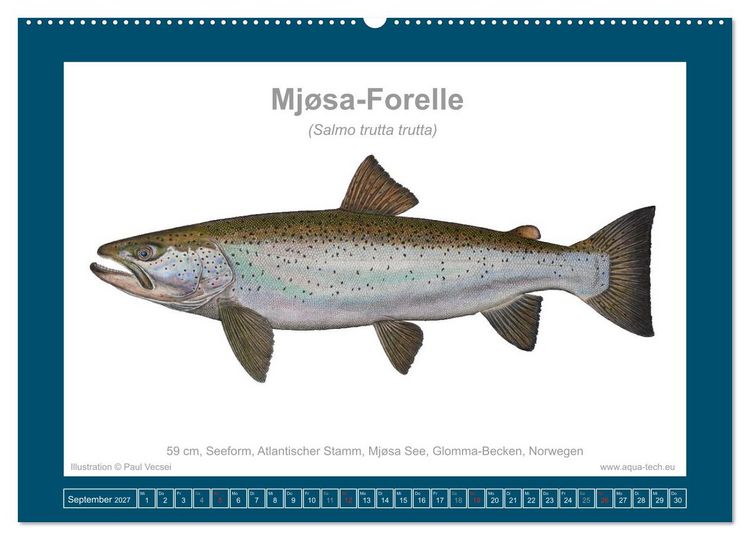 Produktbild: Fisch als Kunst 2027: Seeforellen (Wandkalender 2027 DIN A2 quer), CALVENDO Monatskalender
