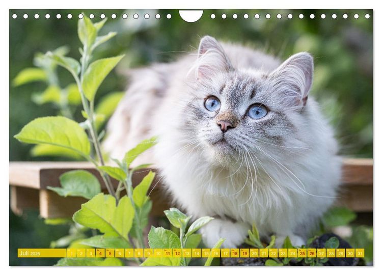 Produktbild: Maui und Molokai - Sibirische Katzenschwestern (Wandkalender 2026 DIN A4 quer), CALVENDO Monatskalender