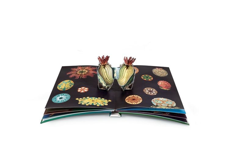 Produktbild: Wunderwesen aus der Tiefe. Ernst Haeckel