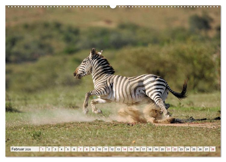 Produktbild: Faszination Afrika: Zebras (Wandkalender 2026 DIN A2 quer), CALVENDO Monatskalender