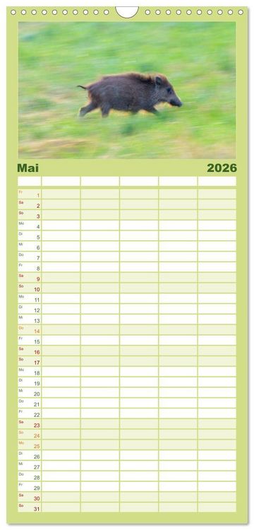 Produktbild: Familienplaner 2026 - Wildschweine &ndash; Wildlife Fotografien mit 5 Spalten (Wandkalender, 21 x 45 cm) CALVENDO
