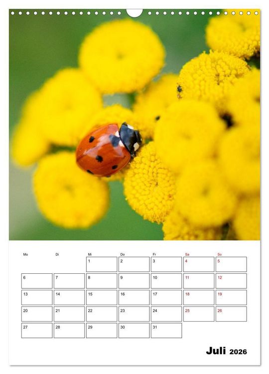 Produktbild: Insekten im Fokus (Wandkalender 2026 DIN A3 hoch), CALVENDO Monatskalender