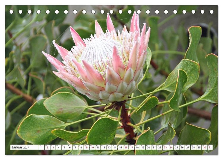 Produktbild: Bl&uuml;tenzauber auf Madeira. Wildblumen und Ziergew&auml;chse (Tischkalender 2027 DIN A5 quer), CALVENDO Monatskalender