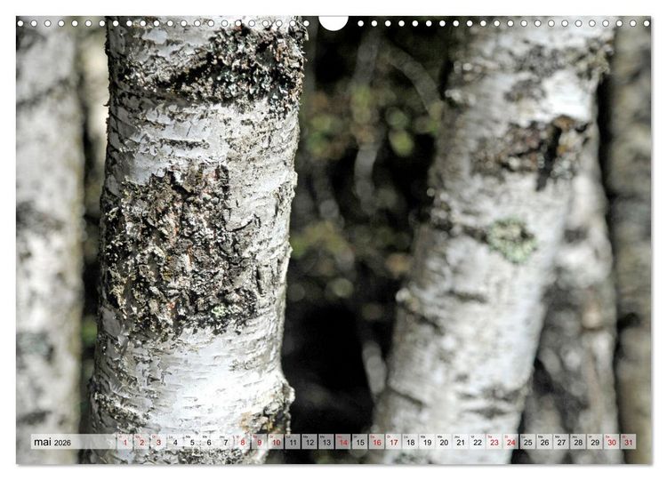 Produktbild: Au c&oelig;ur de la for&ecirc;t (Calendrier mural 2026 DIN A3 vertical), CALVENDO calendrier mensuel