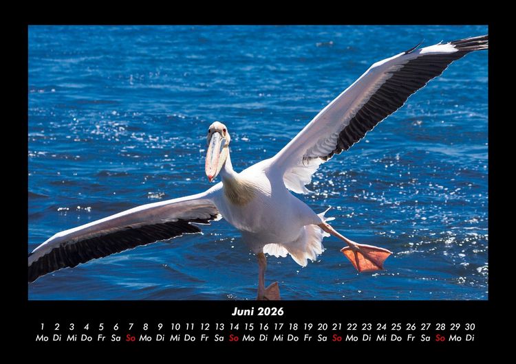 Produktbild: V&ouml;gel 2026 Fotokalender DIN A3