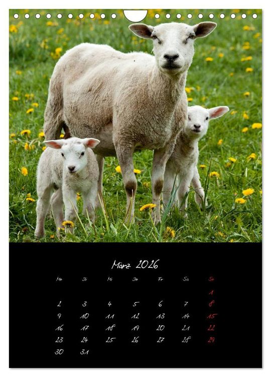 Produktbild: Tiere (Wandkalender 2026 DIN A4 hoch), CALVENDO Monatskalender