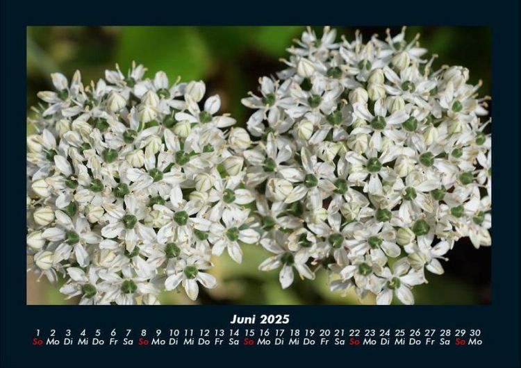 Produktbild: Blumentraum 2025 Fotokalender DIN A4