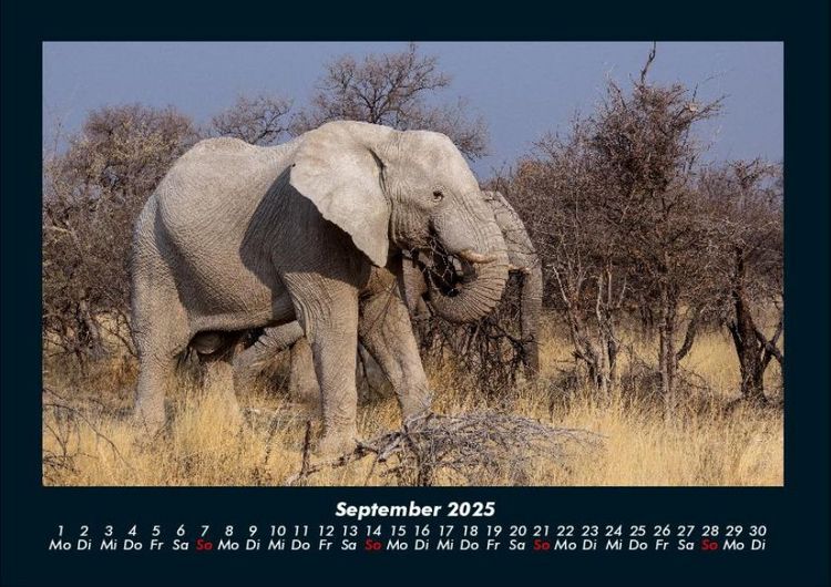 Produktbild: Der Elefantenkalender 2025 Fotokalender DIN A4