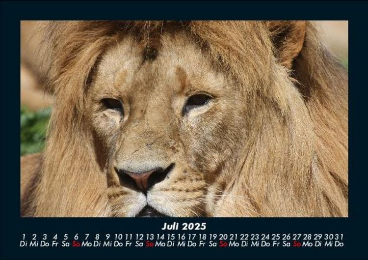 Produktbild: L&ouml;wen in der Wildnis 2025 Fotokalender DIN A5