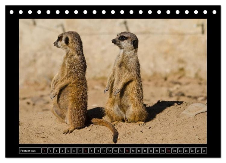 Produktbild: Dresdner Zootiere 2026 (Tischkalender 2026 DIN A5 quer), CALVENDO Monatskalender
