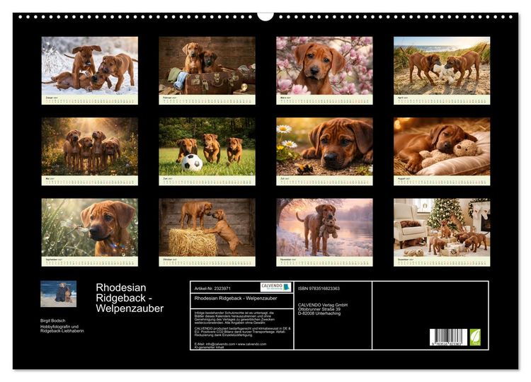 Produktbild: Rhodesian Ridgeback - Welpenzauber (Wandkalender 2027 DIN A2 quer), CALVENDO Monatskalender