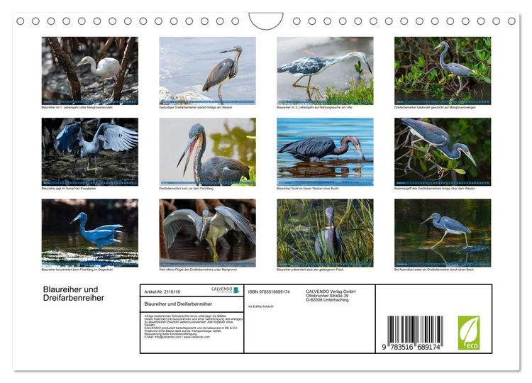 Produktbild: Blaureiher und Dreifarbenreiher (Wandkalender 2026 DIN A4 quer), CALVENDO Monatskalender