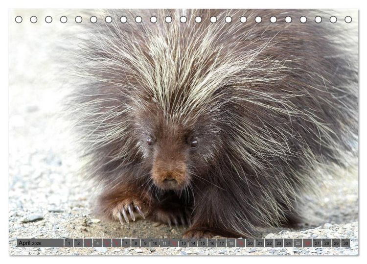 Produktbild: Wildtiere Nordamerikas (Tischkalender 2026 DIN A5 quer), CALVENDO Monatskalender