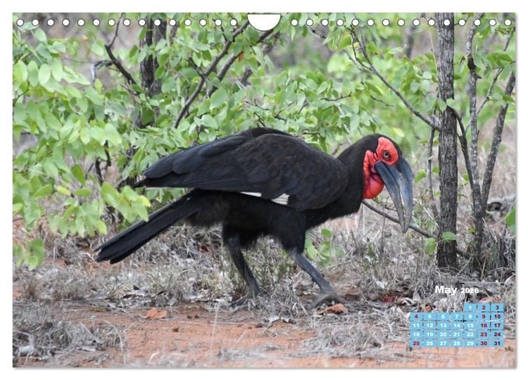 Produktbild: Birds of the Southern African Wild (Wall Calendar 2026 DIN A4 landscape), CALVENDO 12 Month Wall Calendar