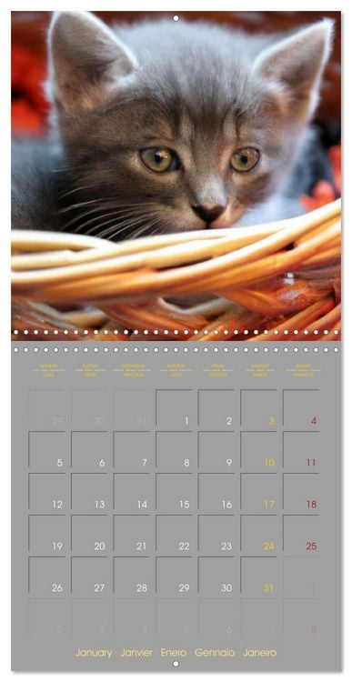 Produktbild: La vie de chatons (Calendrier mural carr&eacute; 2026 30x30 cm) Calendrier double avec une page pour vos prises de notes