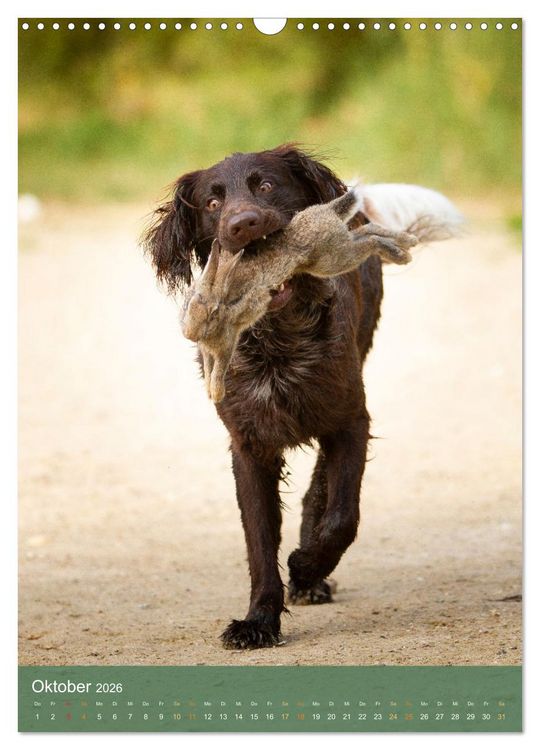 Produktbild: Deutsch Langhaar Butz - Jagdhund mit Passion und Herzblut (Wandkalender 2026 DIN A3 hoch), CALVENDO Monatskalender