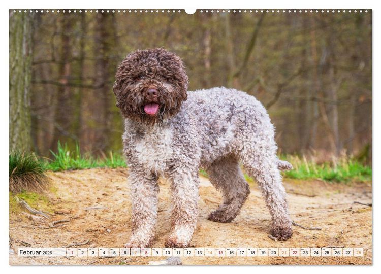 Produktbild: Lagotto Romagnolo - der Tr&uuml;ffelhund Italiens (Wandkalender 2026 DIN A2 quer), CALVENDO Monatskalender
