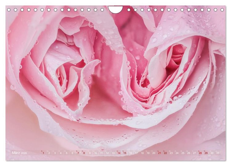 Produktbild: Rosen im Morgentau (Wandkalender 2026 DIN A4 quer), CALVENDO Monatskalender
