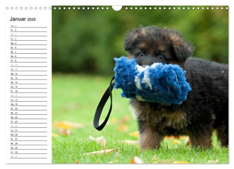 Produktbild: Deutscher Sch&auml;ferhund - Welpen (Wandkalender 2026 DIN A3 quer), CALVENDO Monatskalender