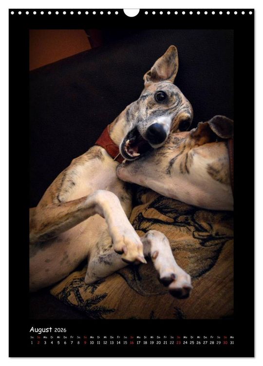 Produktbild: Ein Whippet wird erwachsen (Wandkalender 2026 DIN A3 hoch), CALVENDO Monatskalender