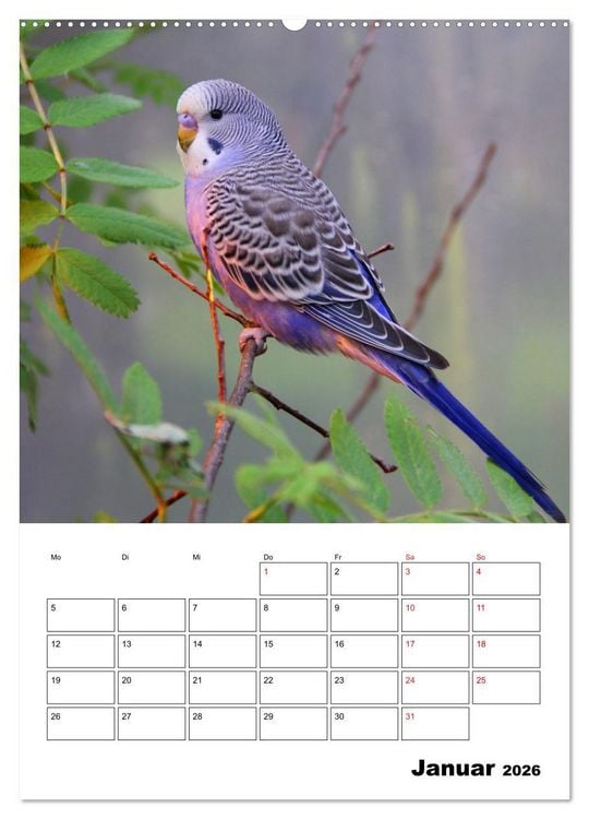 Produktbild: Der Wellensittich - mein bester Freund (hochwertiger Premium Wandkalender 2026 DIN A2 hoch), Kunstdruck in Hochglanz