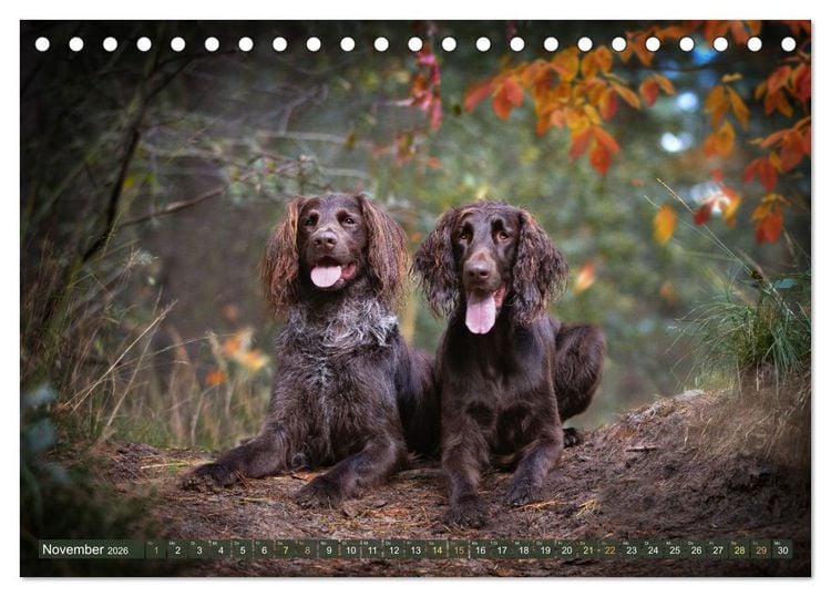 Produktbild: Jagdhund im Portrait - Deutsch Langhaar (Tischkalender 2026 DIN A5 quer), CALVENDO Monatskalender