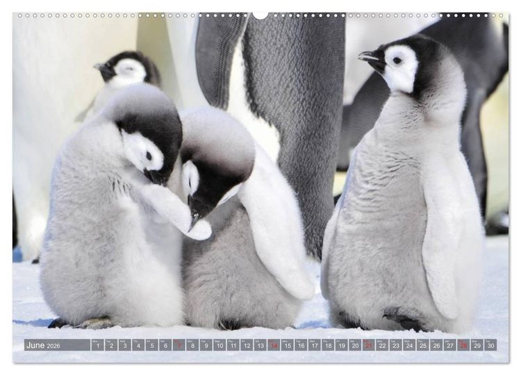 Produktbild: Penguins Unique and amazing birds (High Quality Premium Wall Calendar 2026 DIN A2 landscape),CALVENDO 12 Month Wall Calendar